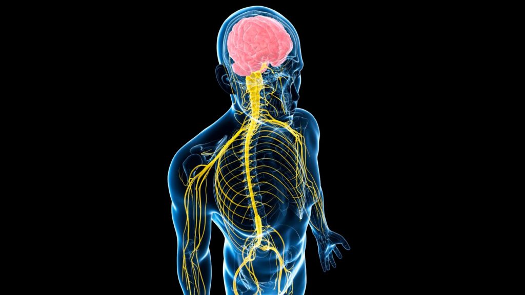 связь головного и спинного мозга с конечностями