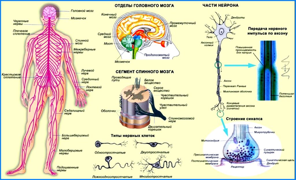 Центральная Нервная Система